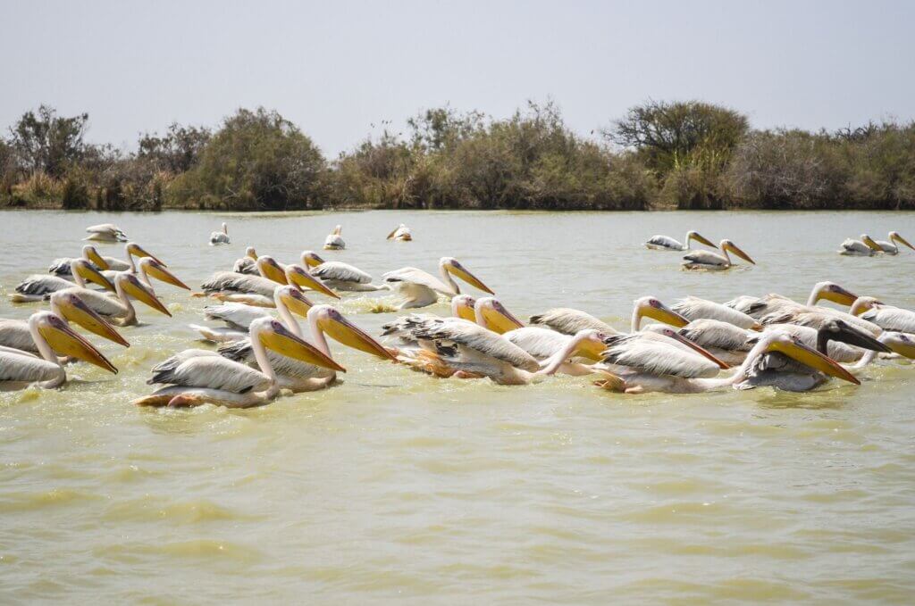 Parque Nacional de la Langue de Barbarie